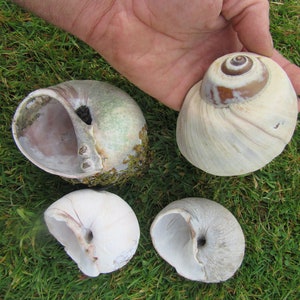 May include: Four seashells of different sizes and colors, including a white shell with a brown swirl pattern, a green and white shell, and two white shells with a hole in the center.