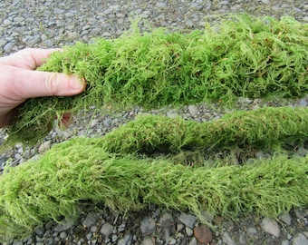 Moss Branches 5 pieces live moss sticks live moss twigs moss covered sticks twigs covered with moss terrarium moss twigs