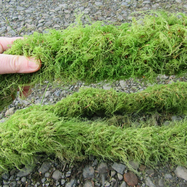 Moss Branches 5 pieces live moss sticks live moss twigs moss covered sticks twigs covered with moss terrarium moss twigs