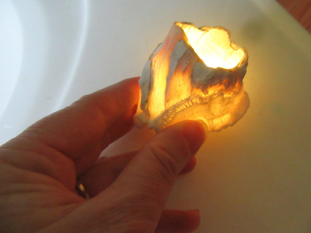 3 Barnacles With Led Lights, Seashell, Candle Holder, Tea Light Holder