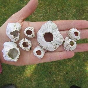10 Small Single Barnacles 10 in a lot, these are all One-of-a-Kind natural coral, seashell, sea urchin, Great on Driftwood Necklace hanger