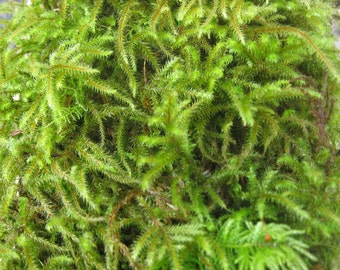 Live Fresh Sphagnum Moss Healthy for Terrariums Orchids