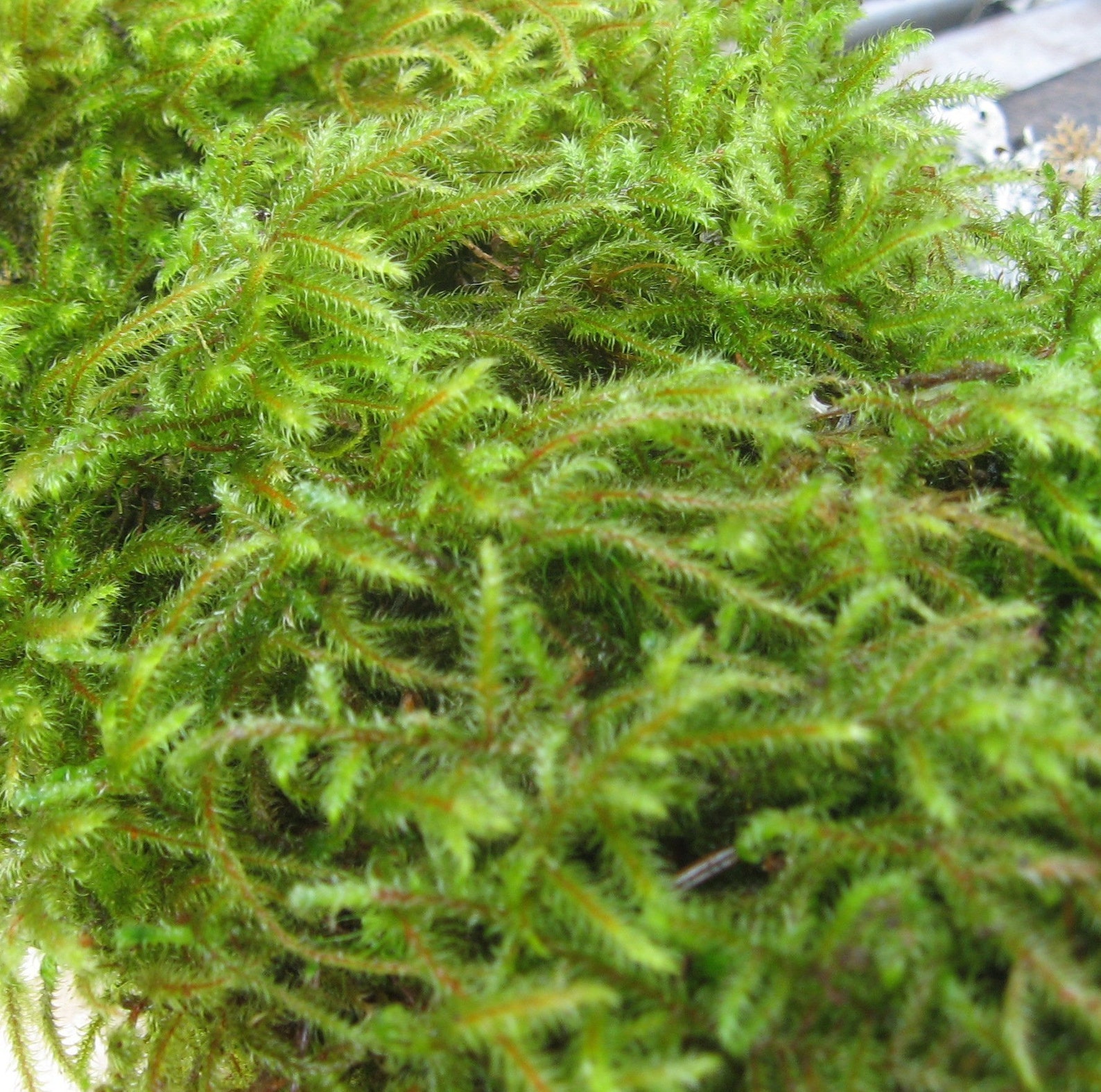 Sheet Moss 1 sq. ft. Live Moss sheet moss live sheet moss Etsy