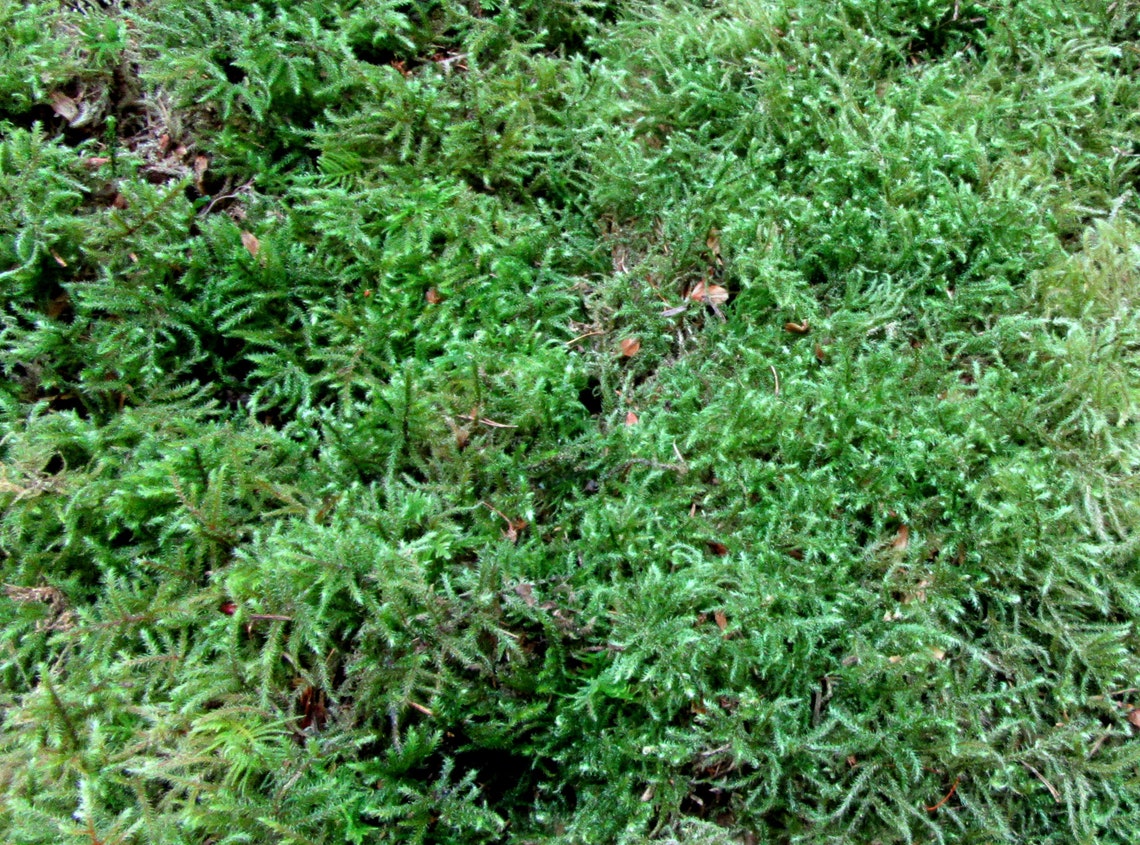 download sheet moss for free download sheet moss for free