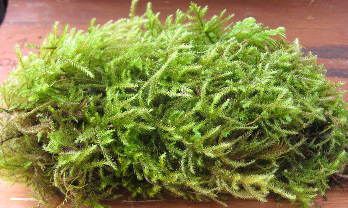 Sheet Moss 1 Quart Bag Live Moss Sheet Moss Live Sheet Etsy