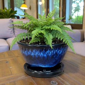 May include: A vibrant green fern plant in a dark blue ceramic pot with a matching saucer. The pot has a glossy finish with a blue and black marbled design. The plant sits on a wooden table.