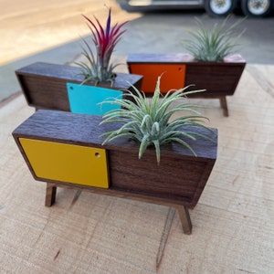 Midcentury Credenza Air Plant by Pleasant Ranch