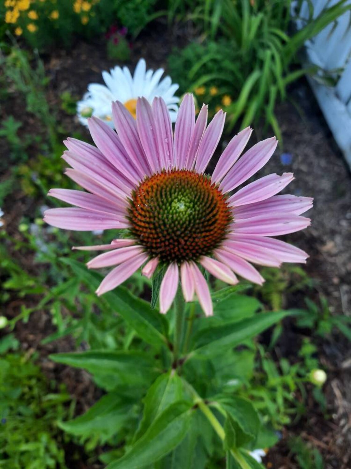 Purple Cone Flower Seeds, Ready for You to Plant, Grow Easily, A