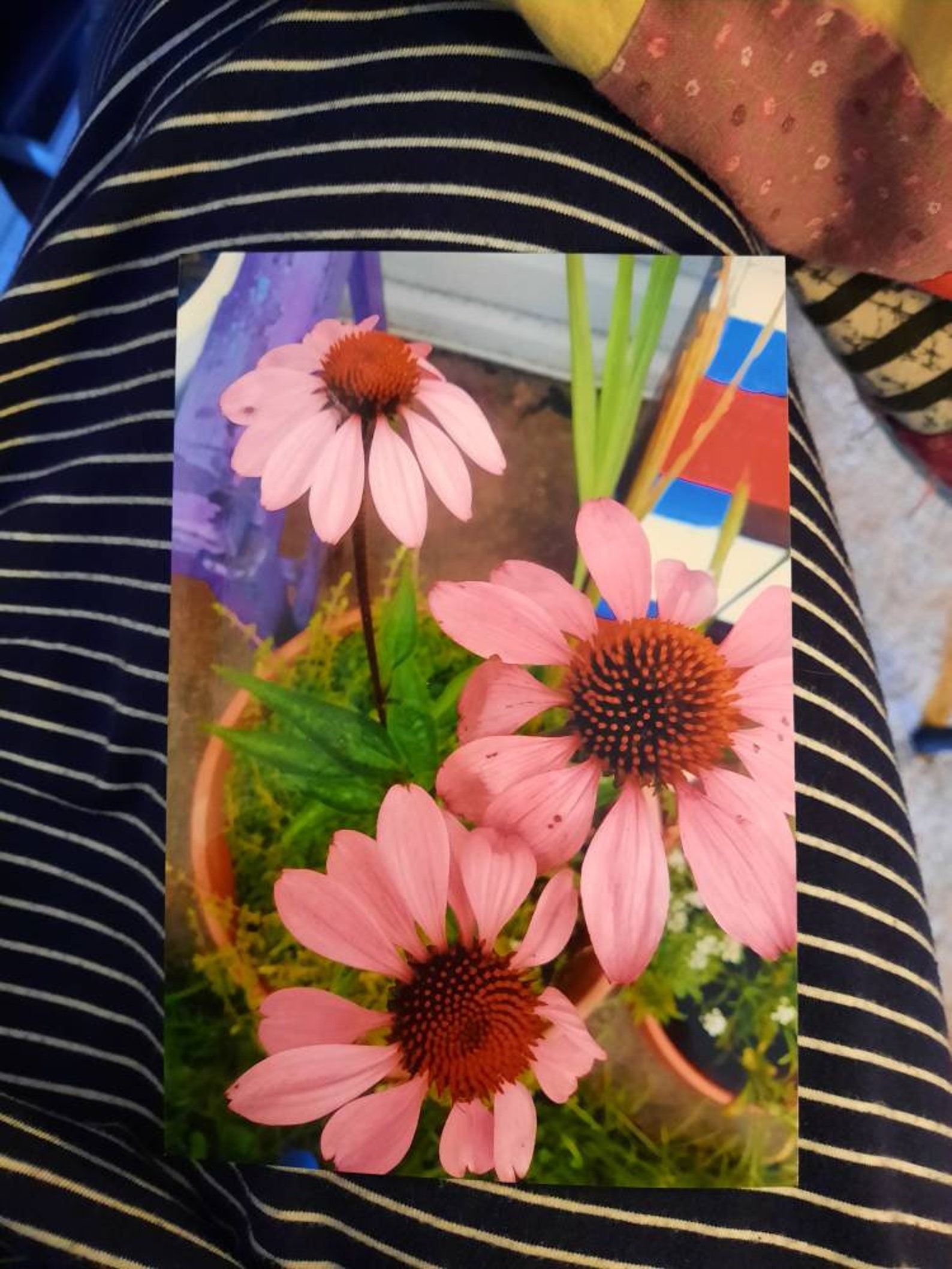 Purple Cone Flower Seeds Ready for You to Plant Grow Easily Etsy