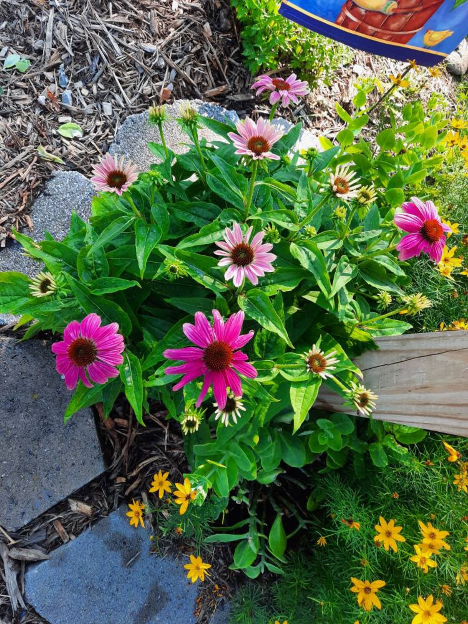 Purple Cone Flower Seeds, Ready for You to Plant, Grow Easily, A