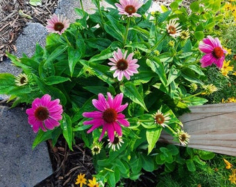 Purple Cone Flower Seeds, Ready for You to Plant, Grow Easily, A Perennial,Great for Your Garden, & Flowerbeds, draws Butterflies, 25 Seeds!