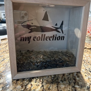 Shark Tooth Shadow Box