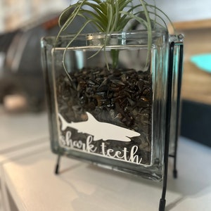 Glass Shark Tooth Shadow Display Box