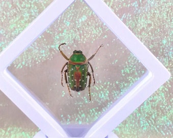 Gutta Beetle Floating Framed  Display Entomology Taxidermy collectible specimen curiosity cabinet educational Curiosities oddities
