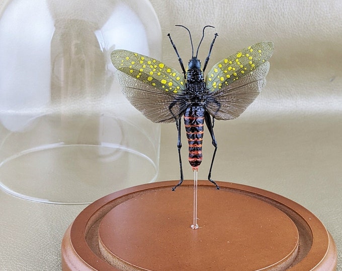 R9 Aularches Grasshopper Glass Dome Display Taxidermy Entomology Large Specimen collectible specimen locust curiosity cabinet oddity