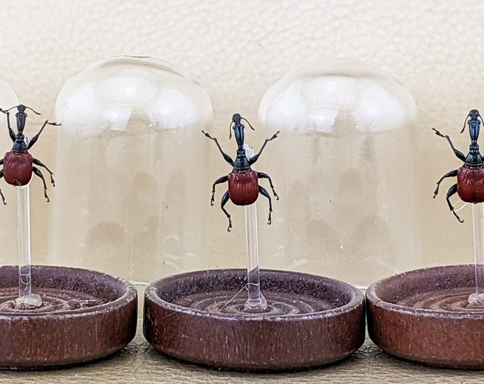 FEMALE Giraffe weevil Dome Display Entomology taxidermy Oddities  beetle Display Educational Home Decor Preserved Specimen Insect bugs