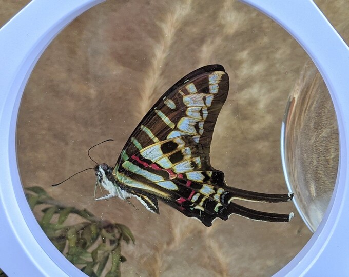 Butterfly Floating Graphium polycenes specimen Entomology Taxidermy Curiosities Oddities lepidopterology insect bug collector nature display