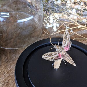 May include: A detailed display featuring a preserved moth under a glass cloche. The moth has brown and pink wings, set on a black base. Decorative elements include a wooden slice and dried flowers, creating a natural, artistic arrangement.