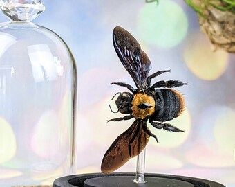 K5B iridescent Winged Carpenter Bee glass dome Display entomology Entomology Taxidermy Oddities Curiosities Collectible Educational  Decor