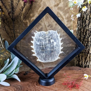 May include: A black diamond-shaped display case with a clear glass front, showcasing a preserved turtle shell. The shell is light brown and has a textured surface. The case is on a black stand.
