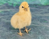 TAXIDERMY DOMESTIC baby chick chicken cluck farm barn bird natural death collectible specimen educational curiosity cabinet oddity
