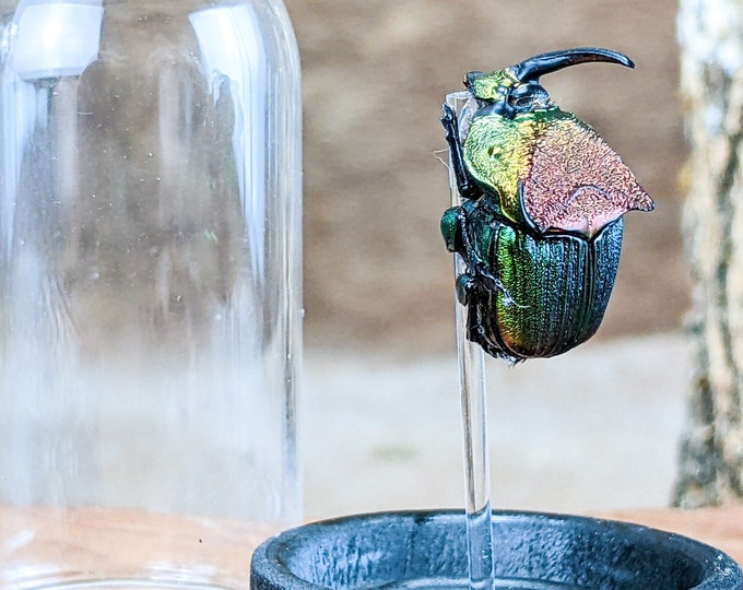 L25a Rainbow Scarab Beetle glass dome disply Entomology Taxidermy Oddities Curiosities Collectible Specimen Preserved Bugs Educational Decor