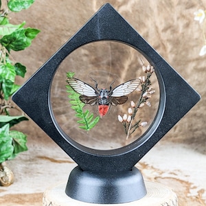 May include: A framed insect display featuring a cicada with white and brown wings and a red abdomen. The insect is set against a backdrop of green fern and white flowers, encased in a black, diamond-shaped frame. The frame sits on a wooden base.