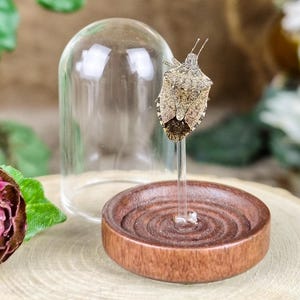 May include: A brown shield bug specimen mounted on a clear vertical pin, centered on a circular dark wood base with concentric grooves. A removable clear glass dome covers the insect, which features a mottled texture and dark wing tips.