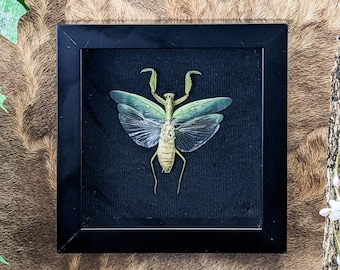 Hierodula Mantis female Framed Display Specimen display oddities curiosity bug collector entomology nature preserved  winged insect biology