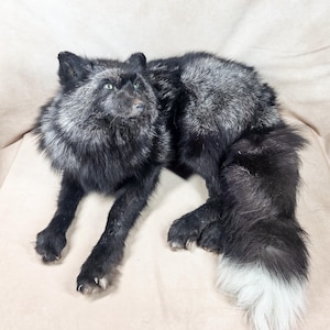 May include: A taxidermy silver fox with thick, dense fur that is primarily black with prominent silver-tipped guard hairs along the back and neck. The fox has alert ears, light-colored eyes, and a long, bushy tail ending in a distinct white tip.