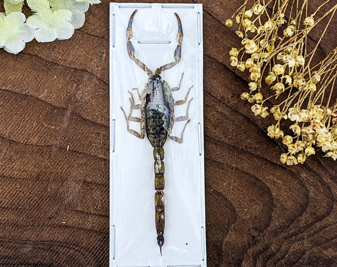 Chinese Golden Scorpion Mesobuthus martensiis specimen craft educational entomology preserved specimen insect biology nature bug
