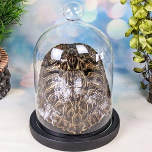 May include: A turtle shell displayed under a clear glass cloche with a round top. The shell is brown and tan with intricate patterns. The cloche sits on a black circular base, creating a decorative display.