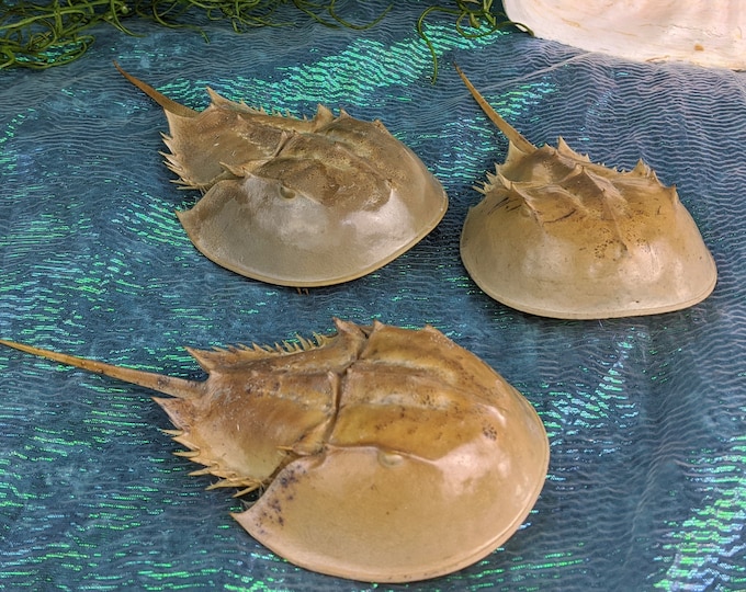 Horseshoe Crab display  (5 to 7")  ONE ONLY collectible specimen Taxidermy oddities curiosities natural marine life ocean preserved molt