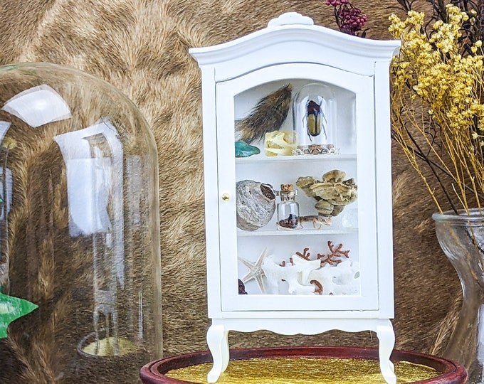 Miniature Curiosity Cabinet Real Curiosities Dome Dollhouse Size decor preserved specimen educational cute whimsical diorama doll mini