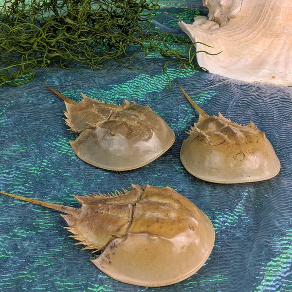 SALE Horseshoe Crab display  (5 to 7") collectible specimen Taxidermy oddities curiosities natural marine life ocean preserved molt