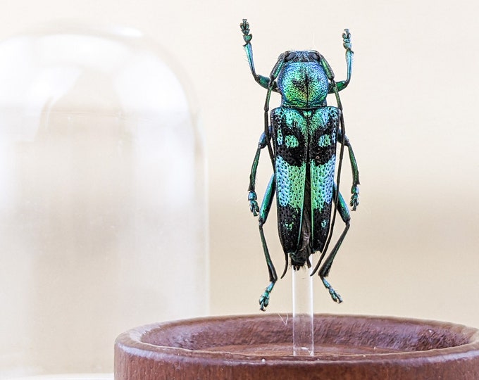 i4B Green Longhorn beetle Entomology Taxidermy Glenea celestis Metallic Oddities Educational Decor Specimen Curiosities Oddity Curiosity
