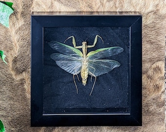 Hierodula Mantis Male Framed Display Specimen display oddities curiosities bug collector entomology nature preserved  winged insect biology