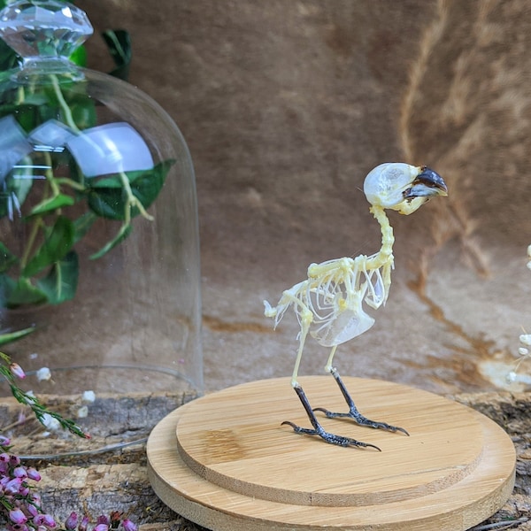 q4A (LP) TAXIDERMY Lonchura Punctulata bird skeleton Glass Dome Display Spice Finch collectible specimen educational decor curiosity oddity