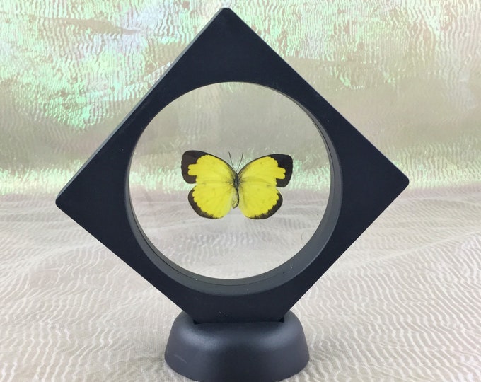 Y19A  Taxidermy Entomology Yellow Grass Butterfly Framed display collectible specimen curiosity cabinet decor natural shadowbox
