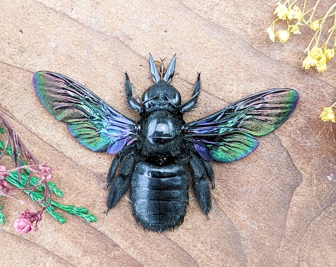 x15d Xylocopa Laptipes Tropical Iridescent Carpenter Bee oddity craft curiosity bug collector educational display preserved specimen insect
