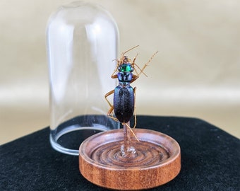 Q61A Entomology Taxidermy Locust Cicada Specimen Glass Dome Display Collectible