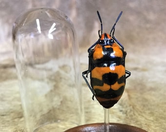 stink bug stuffed animal