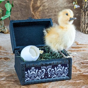 May include: A small, yellow duckling sits in a black wooden box with a white and black patterned lining. The box is open and a broken white egg shell is inside.