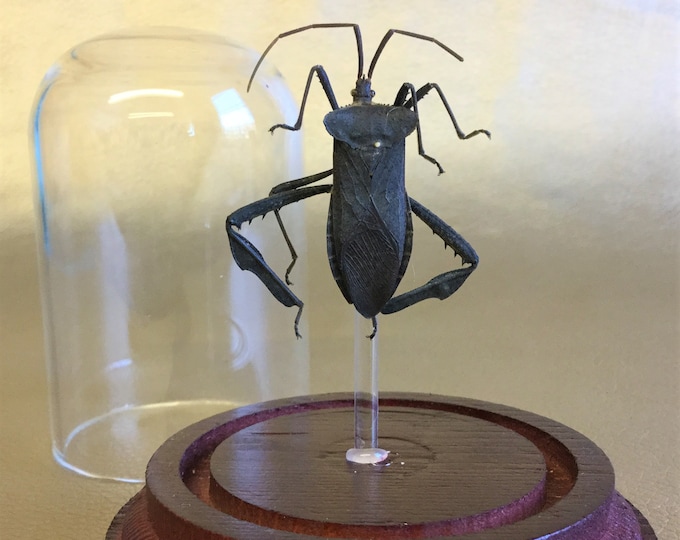 K2b Leaf footed Bug glass dome display Specimen Large Entomology Taxidermy Oddities Curiosities  Collectible beetle insect