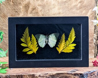 Green Charaxes butterfly Shadowbox frame display Taxidermy Entomology collectible specimen home decor edu oddities curiosities
