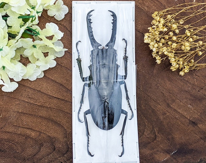 Dorcus Titanus Palawanicus Stag Beetle (75MM) specimen craft oddities specimen educational curiosity horned entomology educational bug