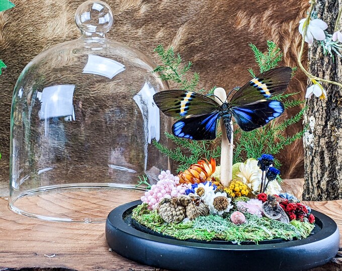 Natural Butterfly display Entomology taxidermy Oddities Curiosities Glass Dome collectible oddity curiosity collectible Victorian Style