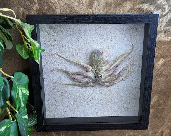P73b Taxidermy Octopus shadowbox display collectible specimen Curiosities decor Educational Oddity Curiosities Specimen Ocean nautical beach