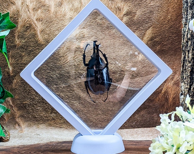 Unicorn Beetle xylotrupes Gideon Collectible Floating Frame Display Entomology Taxidermy Specimen Educational curiosity oddity Curiosities