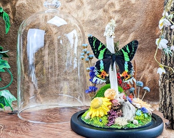 Sunset Moth Butterfly Glass Dome Display Oddities Curiosities Victorian Educational Home Decor Preserved Specimen Display Colorful bugs